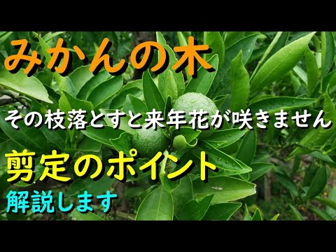 レンゲツツジが咲かないのはなぜですか?その原因と対処法をご紹介します！  庭園