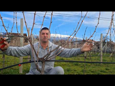Резитба на лозе за начинаещи без опит - дълга резитба на плодна пръчка (част 2)