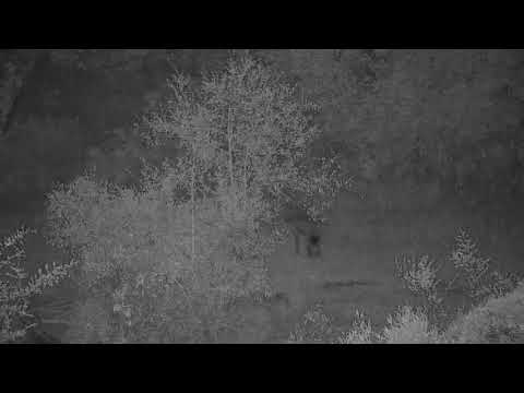 Djuma: Lone Hyena passes through - 17:47 - 05/24/19
