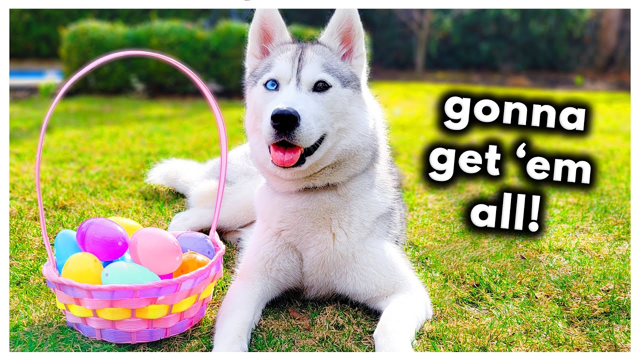 Husky Goes on Her FIRST Easter Egg Hunt!