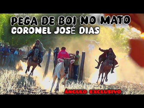 SÓ IMAGEM TOP pega de boi no em CORONEL JOSÉ DIAS #pegadeboinomato #romariofeitosa 