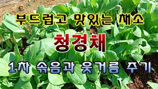 [텃밭농부 1,686]  부드럽고 맛있는 채소 청경채. 1차로 솎아주고 웃거름 주기 #청경채재배