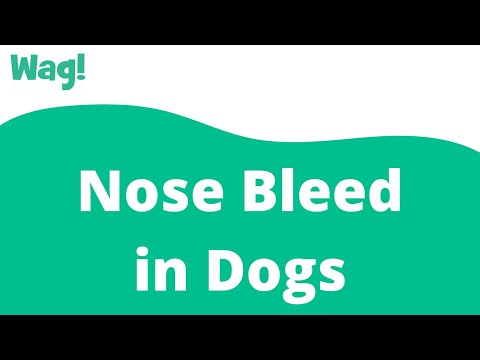 Nose Bleed in Dogs | Wag!