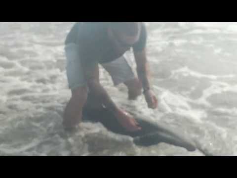 Pescador em beira de praia fisga tubarão branco por engano