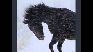 Sixteen Horsepower - Straw Foot