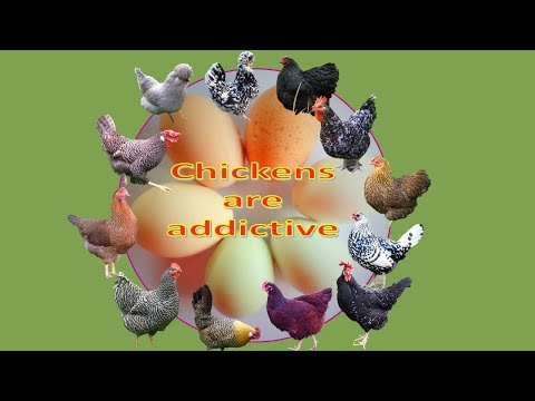 A warning for would-be chicken keepers - chickens are addictive! Video