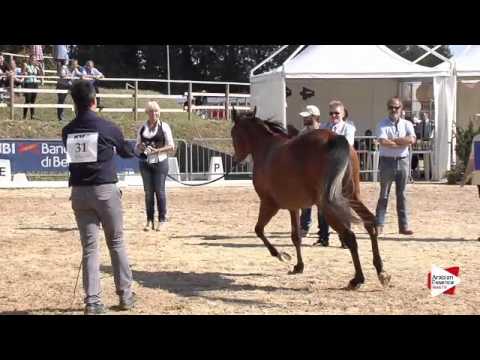 N.31 NAISHA REGALIS - Bergamo 2015 - Fillies 2 years old (Class 3A)