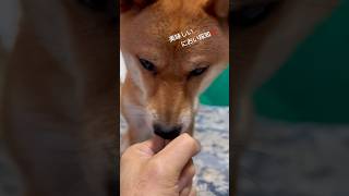 傷つけないようにこじ開ける豆柴 #shibainu #柴犬 #犬のいる暮らし #cute #肉