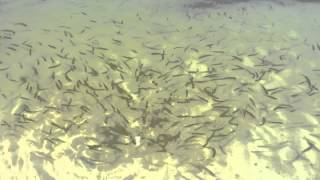 preview picture of video 'Рыбки на озере Бучак (Черкасская область)'