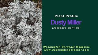 Dusty Miller Plant Profile