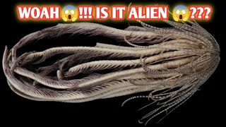 This Alien Looking Creature Found in Antarctica