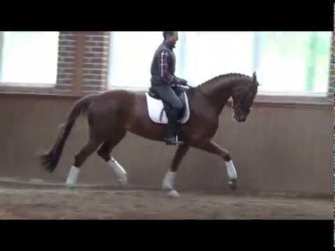 For sale:"Simonetta" 5y.Hanoverian mare,1.68m,v.Spörcken - mv. De Niro