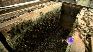 Los Nómadas de las Flores