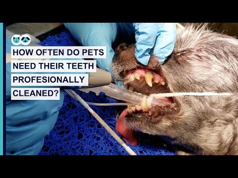 How Often Do Pets Need Their Teeth Professionally Cleaned? | Pet Dental Care Series