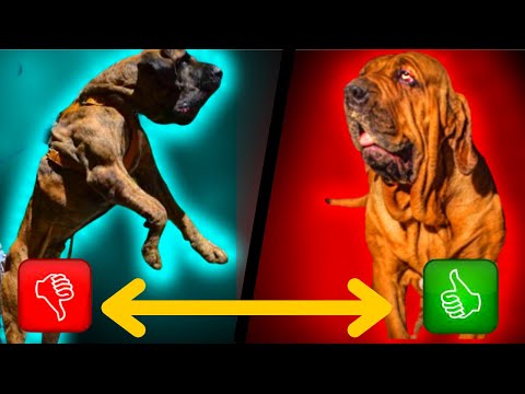 Pontos Positivos e Negativos de ter um FILA BRASILEIRO [vantagens e desvantagens do FILA BRASILEIRO]