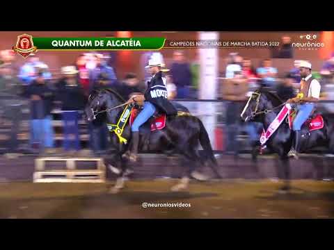 Mangalarga Marchador  Cavalos Campeões Nacionais de Marcha Batida 2022