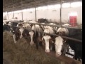 Duško Todorov uspešan u vođenju farme krava