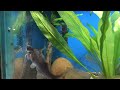 Parapimelodus sp. `MANAUS` Parapimelodus sp. `MANAUS`