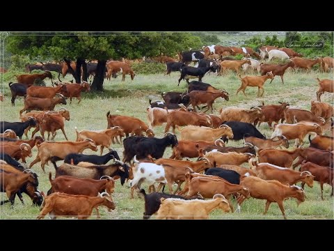 , title : 'ΚΟΠΑΔΙ με ΚΑΤΣΙΚΕΣ  - Herd of Goats'