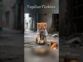 Hungry Orange Kitten Mocked For Eating A Spoiled Potato Cat Kitten Cute Inspiration Healing
