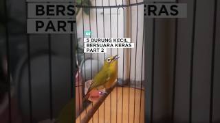 Download lagu 5 jenis burung kecil yang bersuara keras ( part 2 ) mp3
