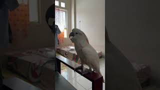 Download lagu Burung Kakatua Bicara Ngomong mp3