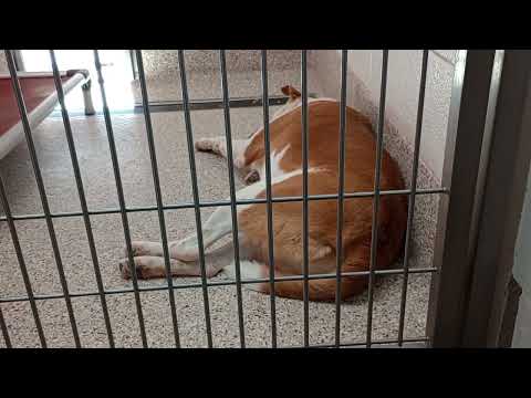 Quentin 4y A840706 kennel 14 pod 1 PACC shelter just napping since not many people-noises around 617