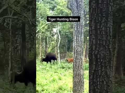Tiger Hunts Giant Gaur Bison | Raw Power Unleashed in Ranthambore National Park