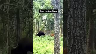 Tiger Hunts Giant Gaur Bison | Raw Power Unleashed in Ranthambore National Park