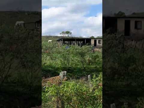 NATUREZA SOBRENATURAL: ITAPÉ Sul Região Cacauera #itapé #nordeste #paisagemnatural