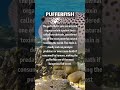🐡 Puff Up Your Brain: Mind-Blowing Pufferfish Trivia! 🐡#pufferfish #inflate #fugu #tetrodotoxin #fyp