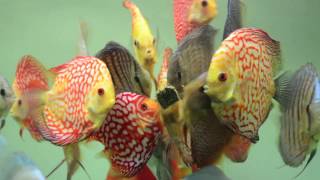 February 2017 Discus Stock At Canadian Aqua Farm