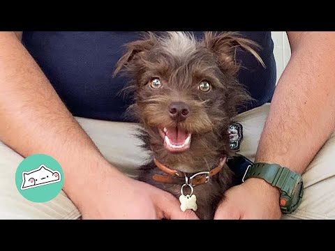 Rescue Dog Uses 78 Words to Ask for Food or Go Boating
