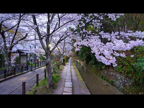 Spring Walk on the Philosopher's Path at Dawn | Kyoto, Japan 4K