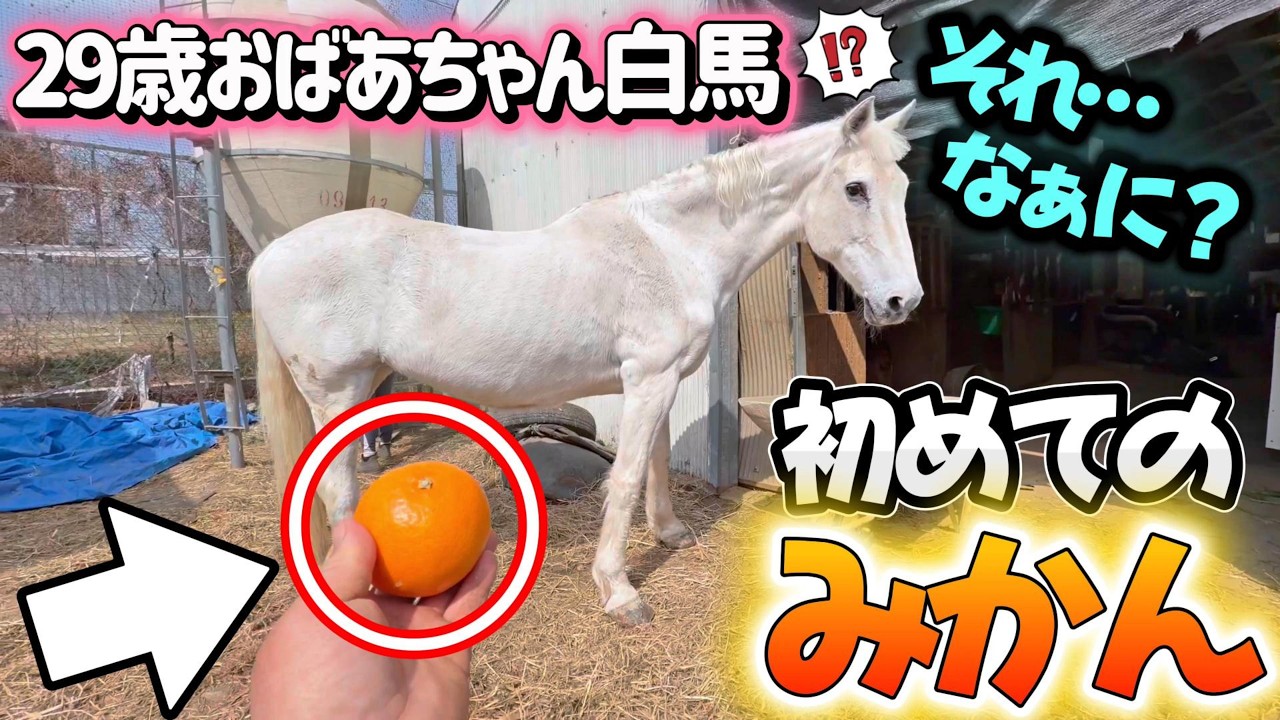 29歳のおばあちゃん白馬がはじめて超高級ミカンを見た時の反応がコチラです。【ツルマルボーイ様のシモベ】