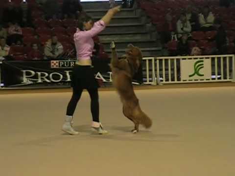 Axelle& Bullit - dog dancing Nantes la beaujoire 2009