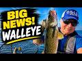 BIG NEWS! Walleye Are BACK on Lake Erie! | Pure Walleye Day with Dipsys & Lead Core
