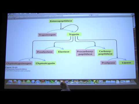 #15 Biochemistry Enzyme Regulation II Lecture for Kevin Ahern's BB 450/550