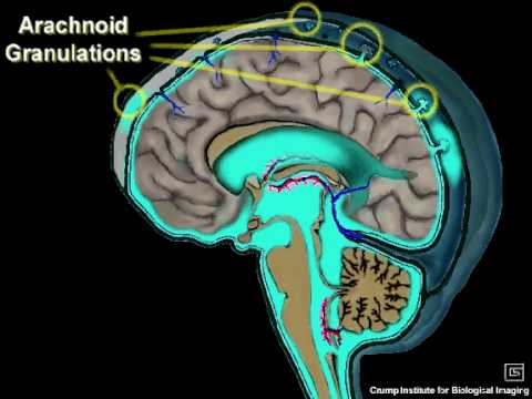Cerebrospinal Fluid Circulation