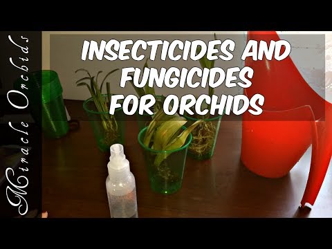 , title : 'Which insecticides and fungicides should we use for our orchids?? Pest and disease control treatment'