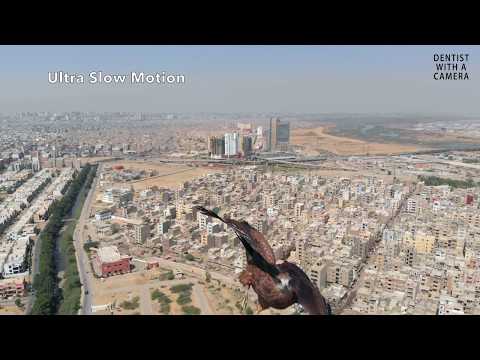 Drone vs Eagle - Almost lost my drone