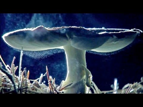 Evolution: God's Game?