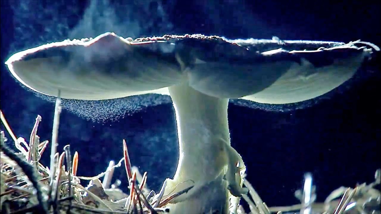 Evolution: God's Game?
