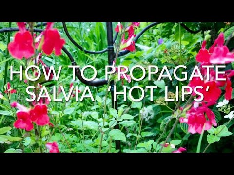 How To Propagate Salvia Hot Lips, Taking Cuttings Of Salvia