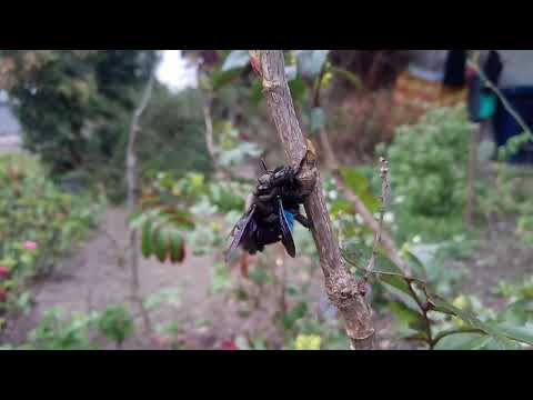 Cat s41 testvideo beesex