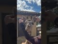 Who Knew Giraffes Were a Hassle?