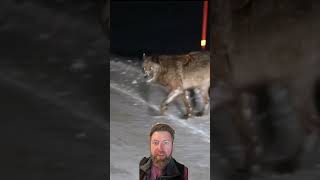 Download lagu This 'Wolf' Isn't Real mp3