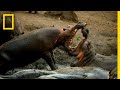 A Hippo Battle Hostile Planet
