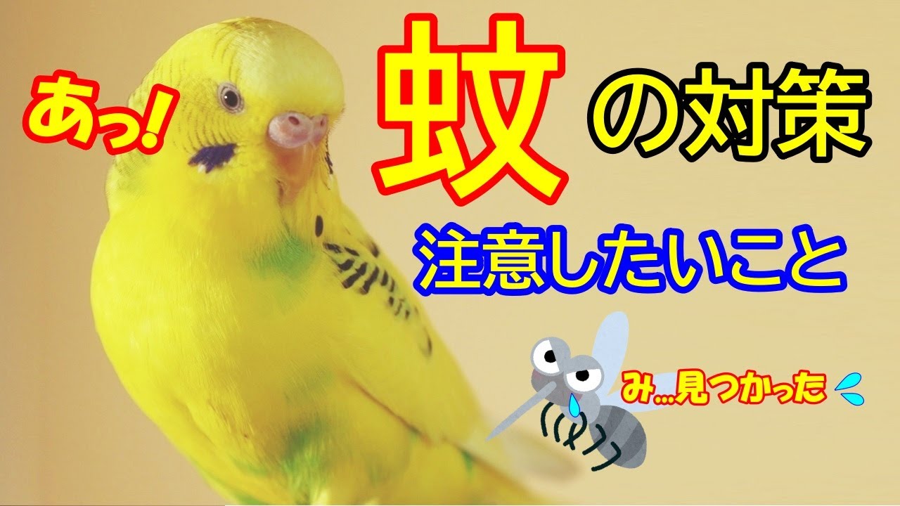 【蚊を退治しよう】痒い思いをさせたくないから...