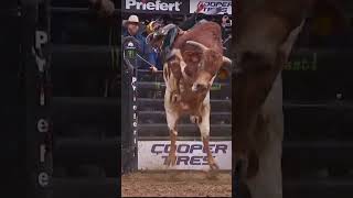 Download lagu How high did this bull jump?! mp3 Download lagu How high did this bull jump?! mp3